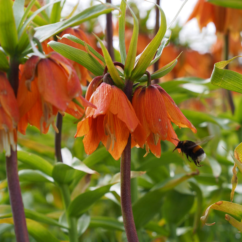 Foto van Fritillaria Sunrise, diep oranje hangende kelken aan een stengel met een hommel erbij 