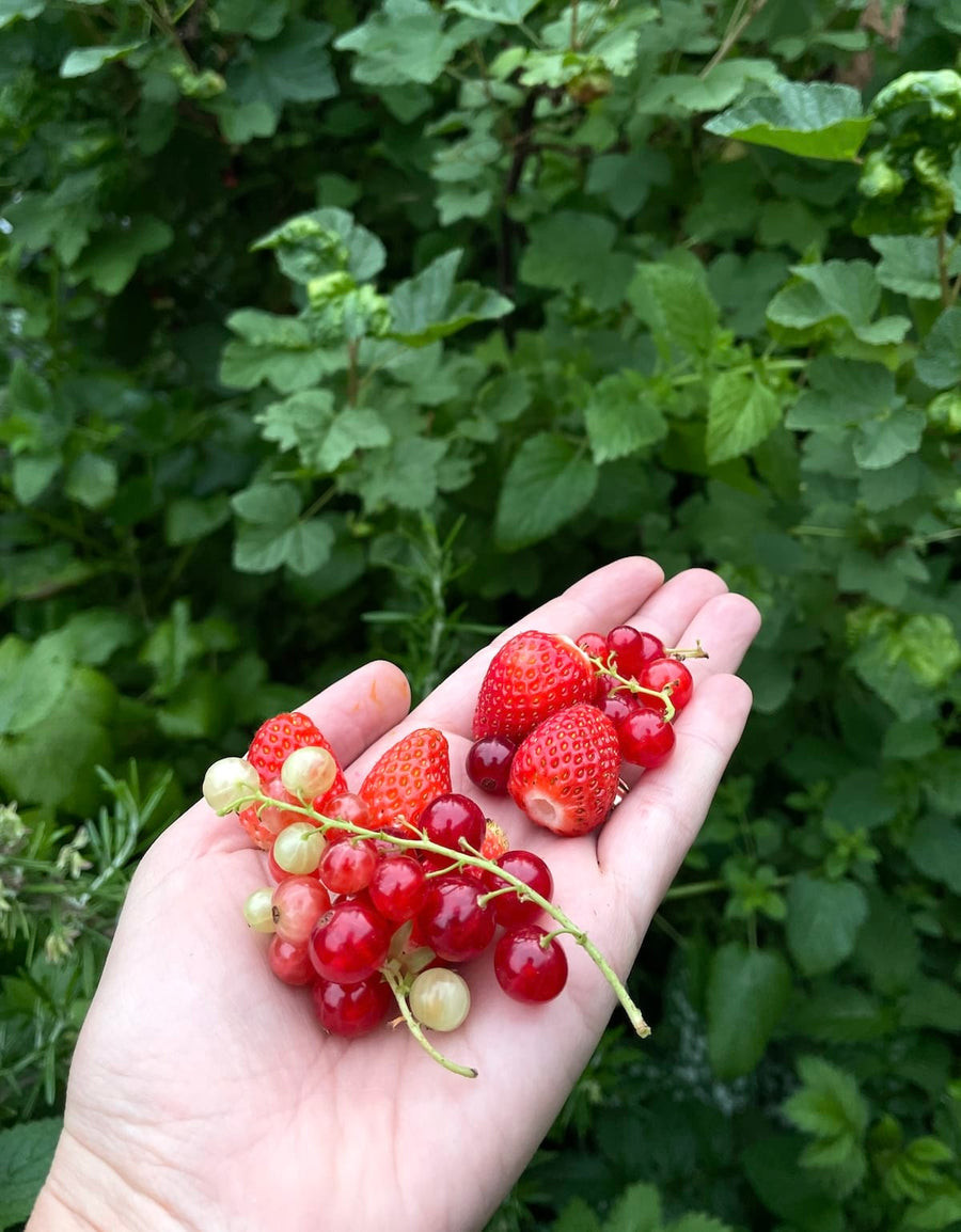 Fruit