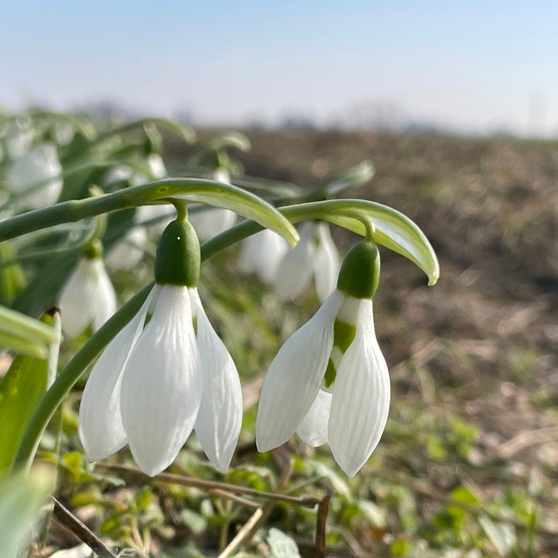 Biologische gekweekt sneeuwklokje met witte bloem. 