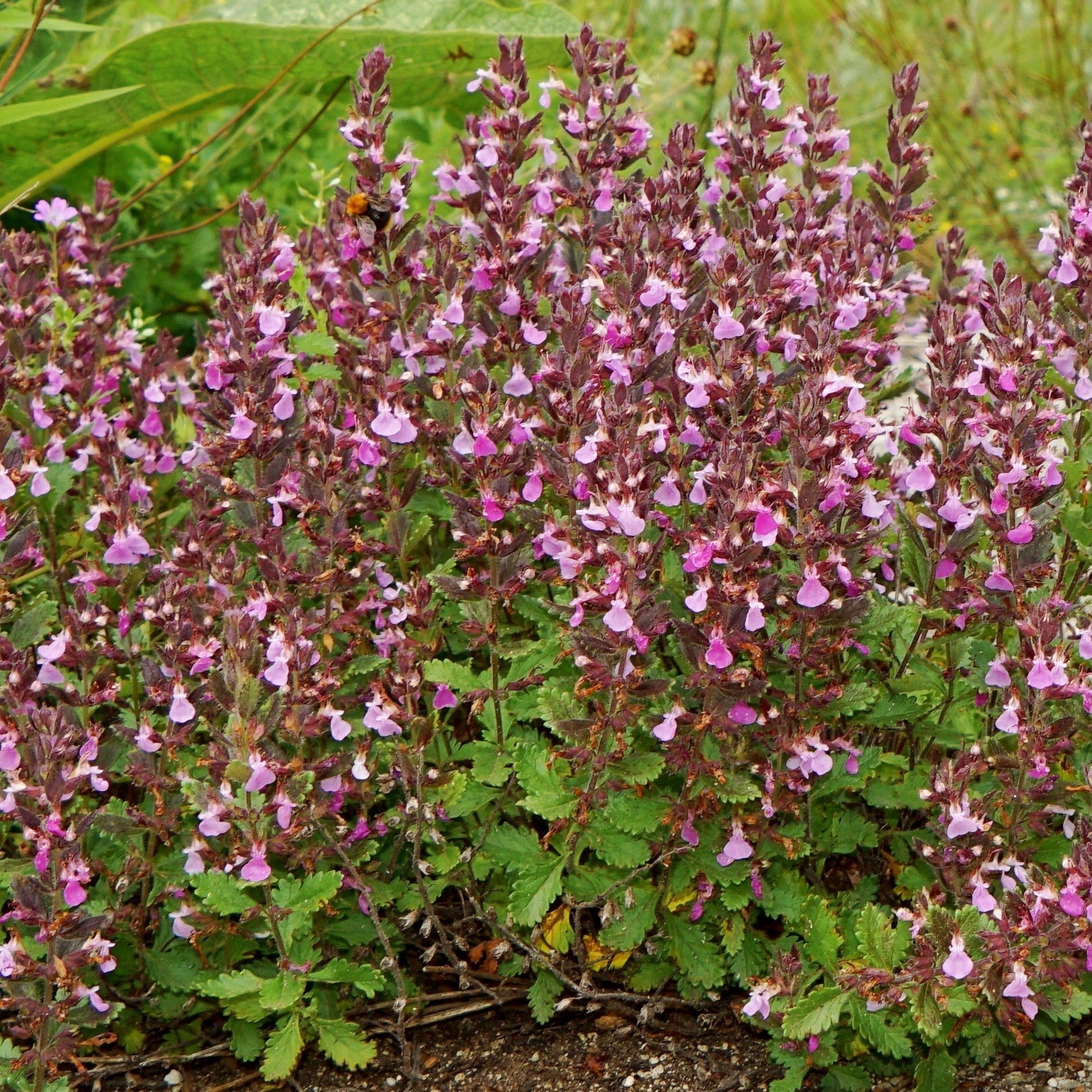 Gamander | Biologische Tuinplanten | Sprinklr