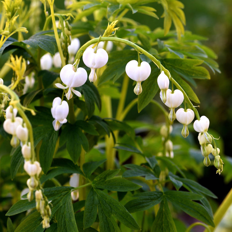 biologisch gebroken hartje alba, witte bloemen in de vorm van hartjes