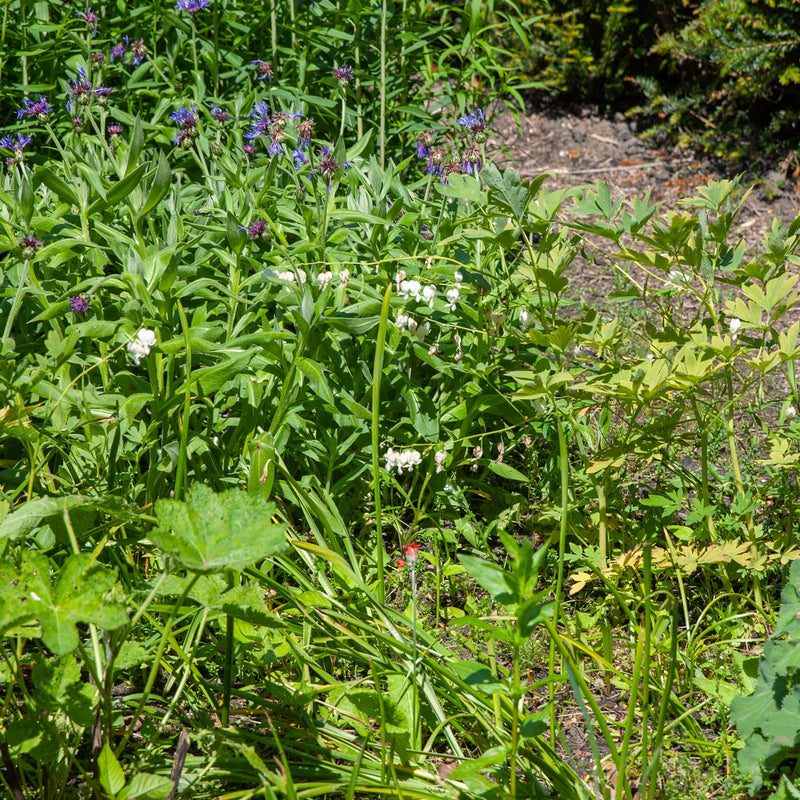 plant met witte hartvormige bloemen horizontaal aan een steel in een tuin