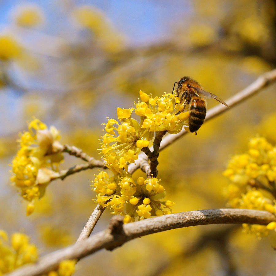Voedsel voor de vroege bij
