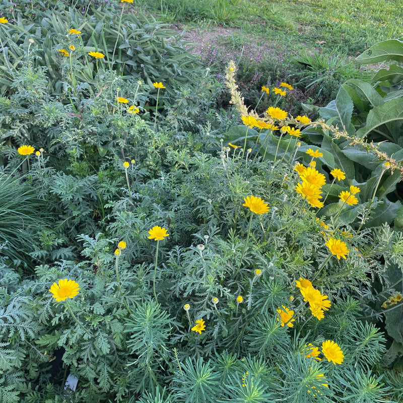 Gele kamille in de tuin, de bloem kan ook als verf gebruikt worden. 