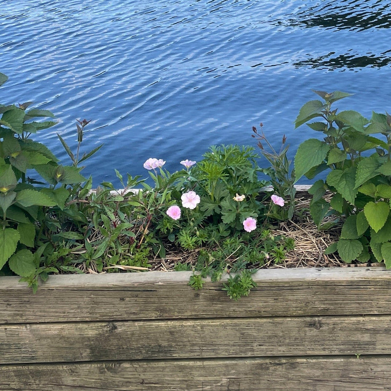 Geranium striatum in lichtroze kleur die goed in een bak groeit. 