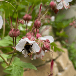 Bodembedekkende geranium biokovo in de tuin. 