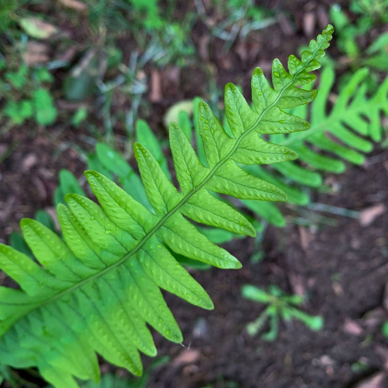 Gewone eikvaren close up blad