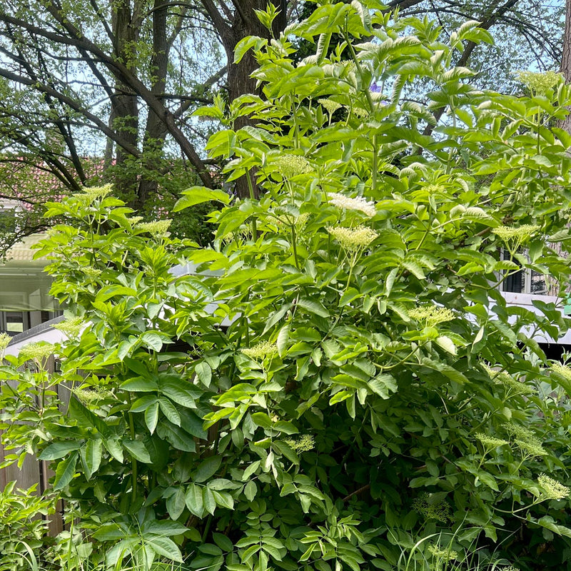 Gewone vlier Sambucus nigra in de tuin