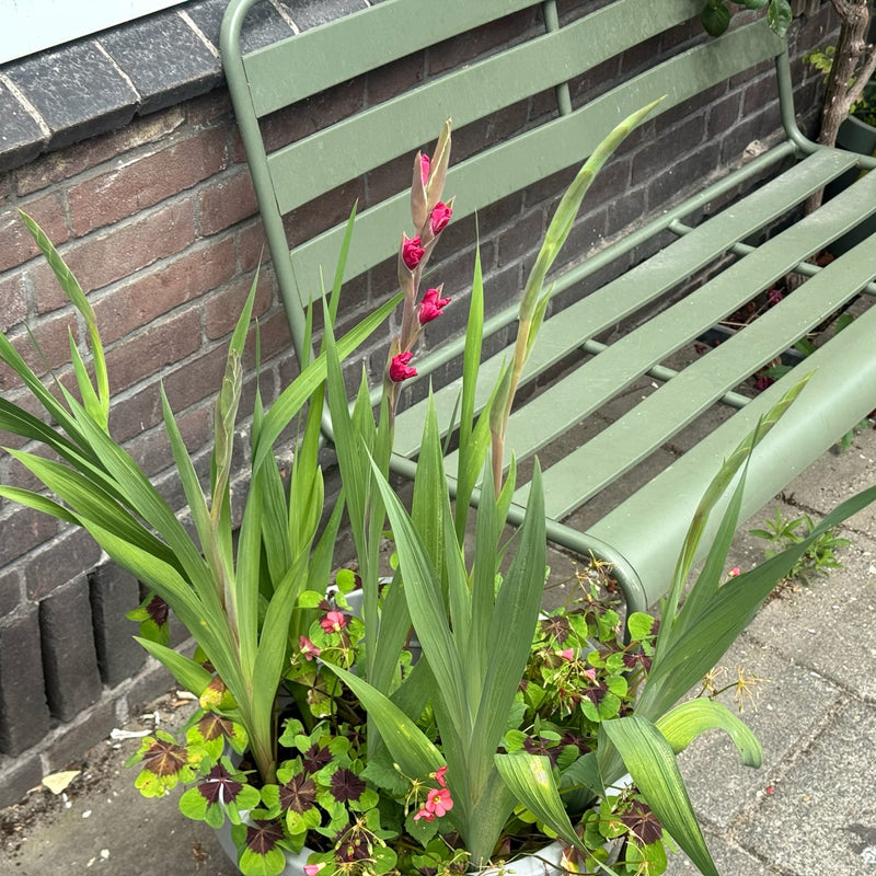 een gladiool met roze bloemen in een pot naast een bankje