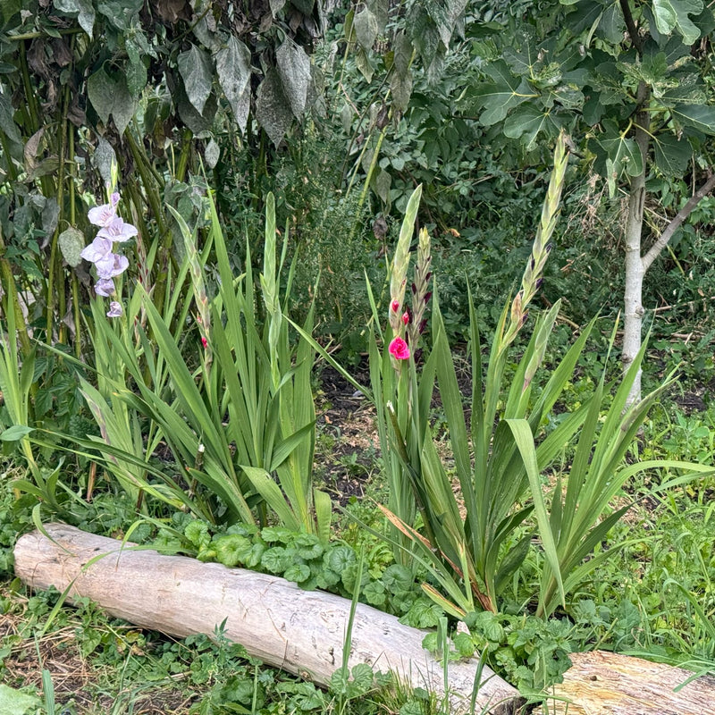een aantal gladiolen op een rij in verschillende kleuren in een tuin
