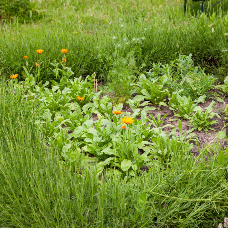 oranje gele bloem tussen het groen in een moestuin