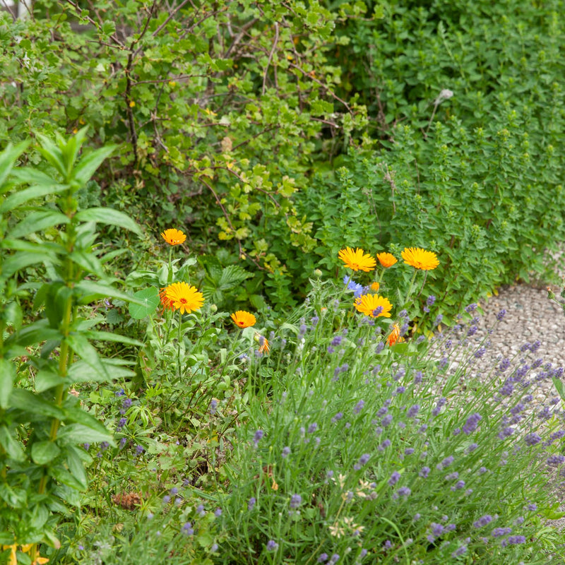 oranje gele bloem met een bruin hart in een border