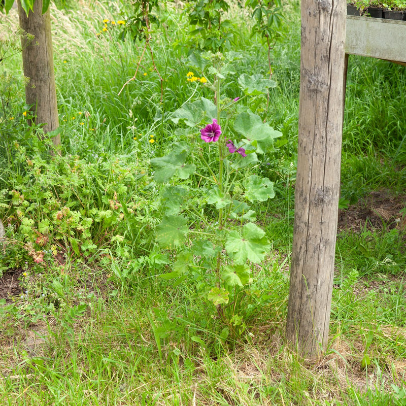 enkele paarse bloem op lange steel met groot blad