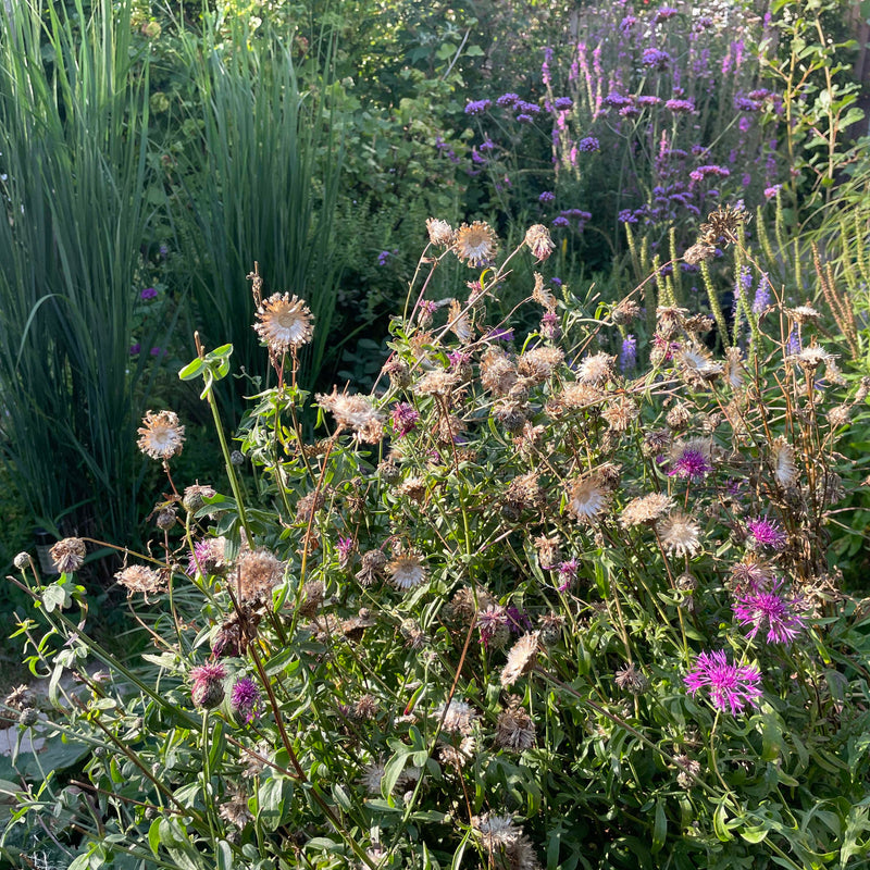 grote centaurie in een tuin in het najaar