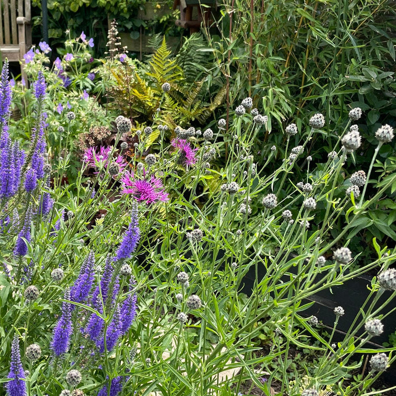 Grote Centaurie knoppen en bloemen in combinatie met lange ereprijs