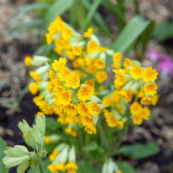 Gulden sleutelbloem