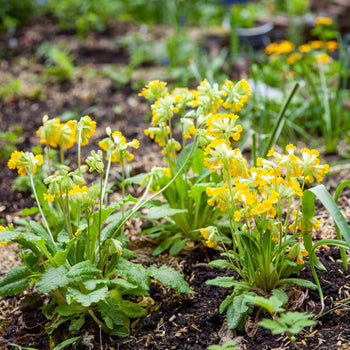 Gulden sleutelbloem