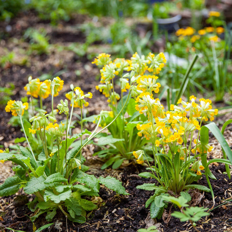 Gulden sleutelbloem