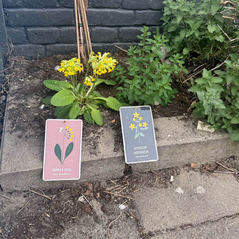 duurzaam geteelde plant met gele trosvormige bloemen op stelen en laagblijvend groen blad 