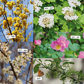 Heestermix Bloeiparadijs