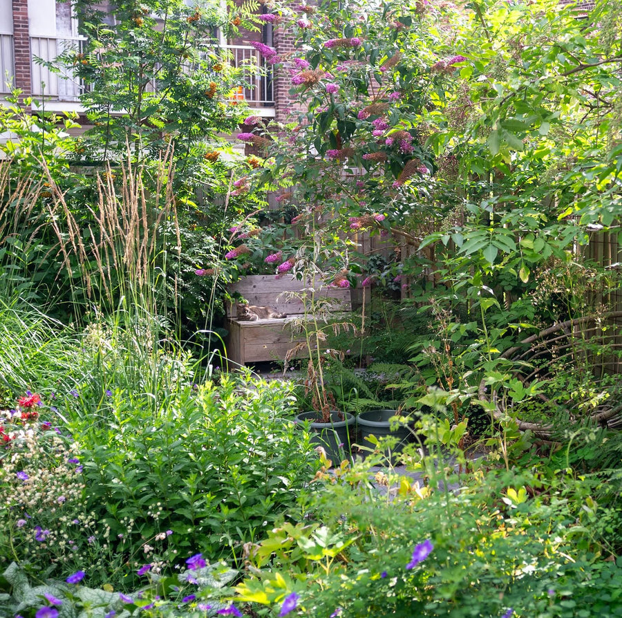 Bomen houden je koel