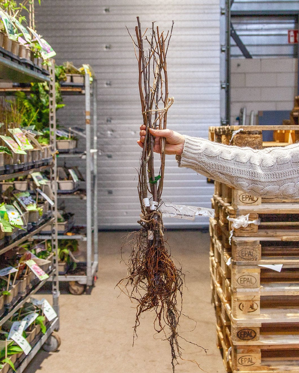 zak met biologische krokus bollen