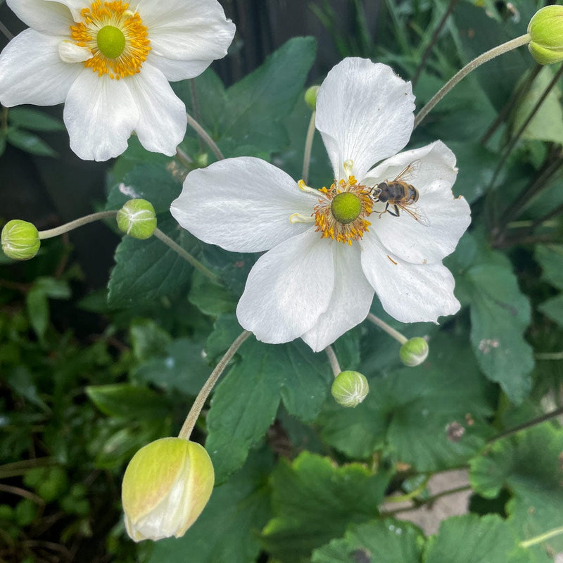 herfst anemoon honorine jobert met bij