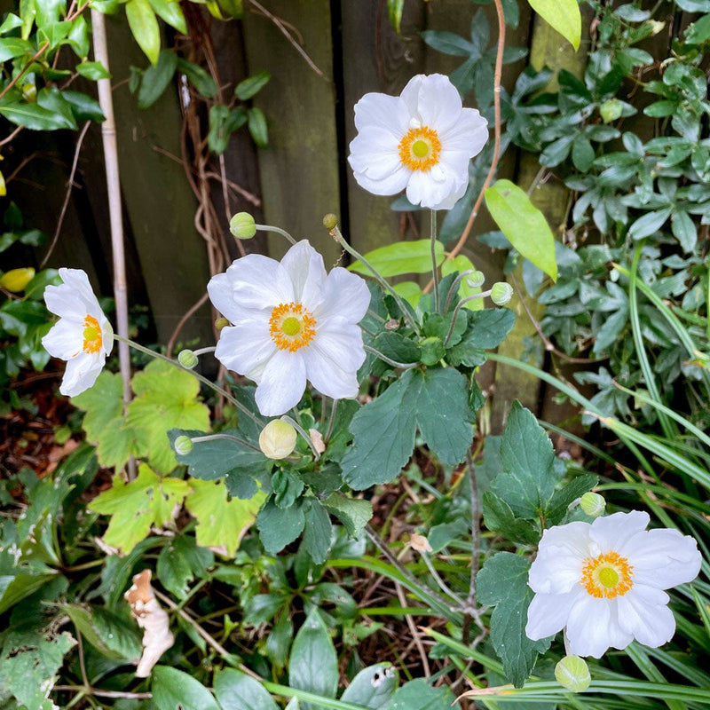 herfst anemoon honorine jobert in een border