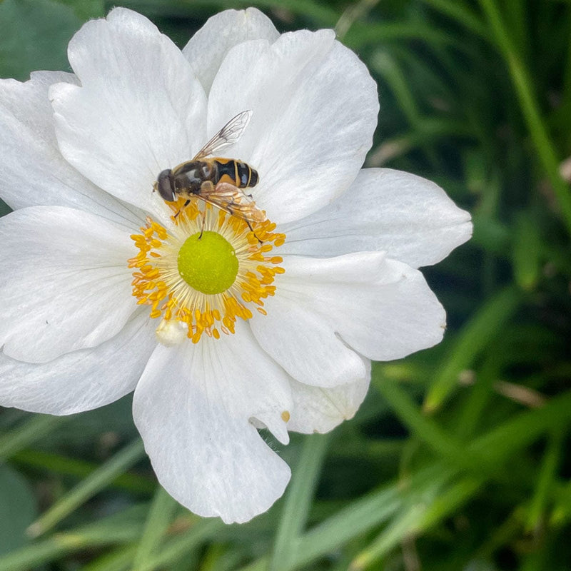 herfst anemoon honorine jobert close up bloem met bij