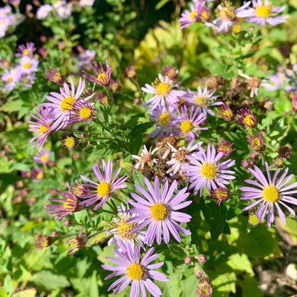 Biologische Herfstaster Asran, licht violet langwerpige bloemblaadjes met een geel hart en paarse knoppen op stengels