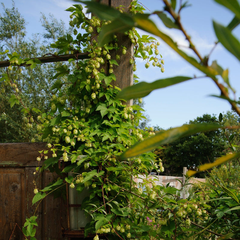 Biologische klimplantt, inheems, langs een paal in bloei. 