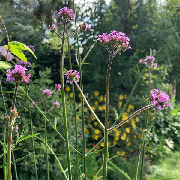 Biologische IJzerhard, clusters paarse bloemetjes op groene lange stengels, met een vlinder op een top