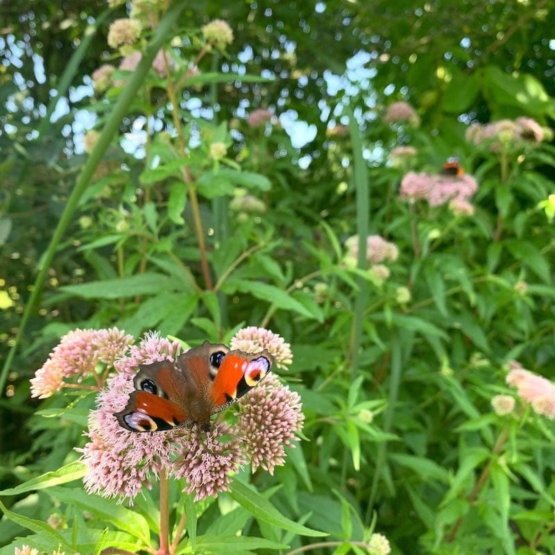 Versterkt biodiversiteit