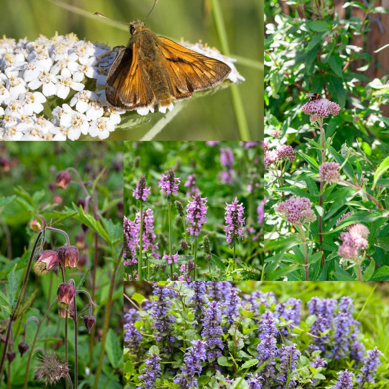 compilatie van inheemse planten in bloei met insecten