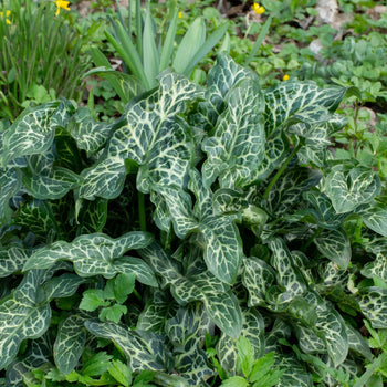 Italiaanse aronskelk