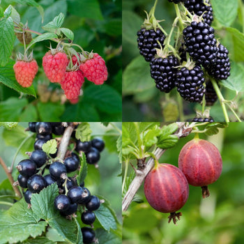 Jampakket