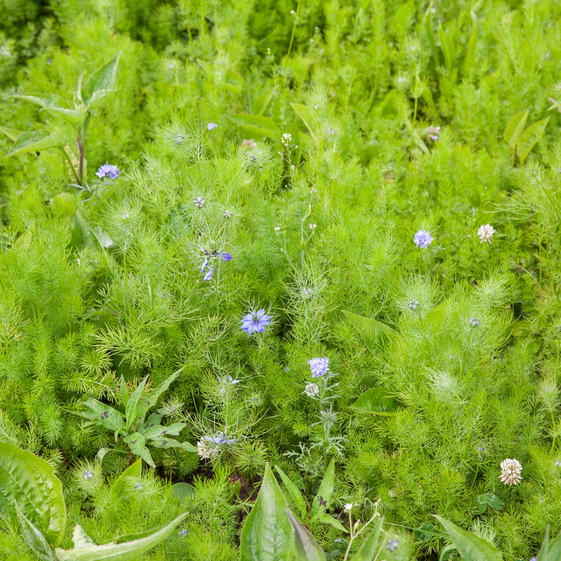 eenjarige bloeier met blauwe bloem
