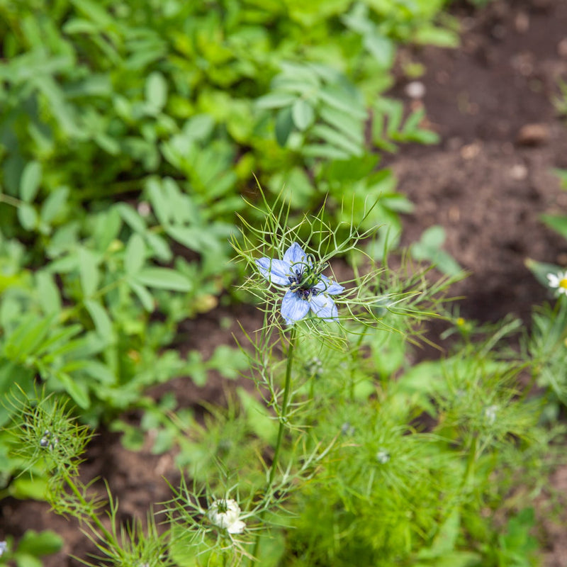 eenjarige bloeier met blauwe bloem