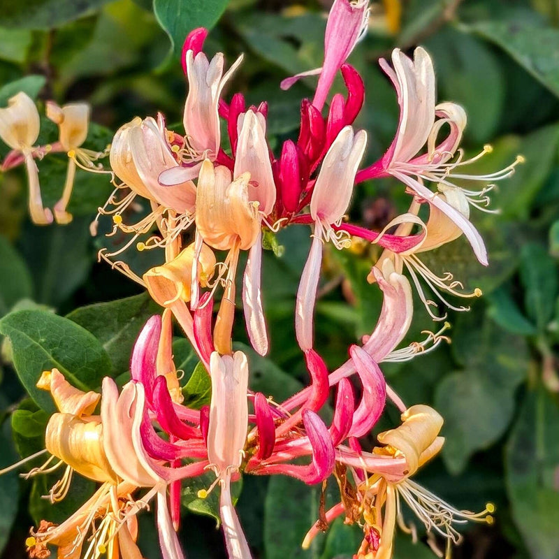 Wintergroene klimplant die ook wel  kamperfoelie heet, met bloemen. 