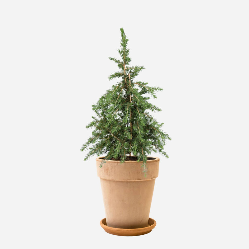 Mini kerstboom in hoog terracotta pot