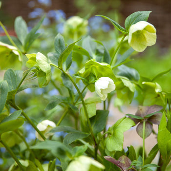 Kerstroos Helleborus Niger