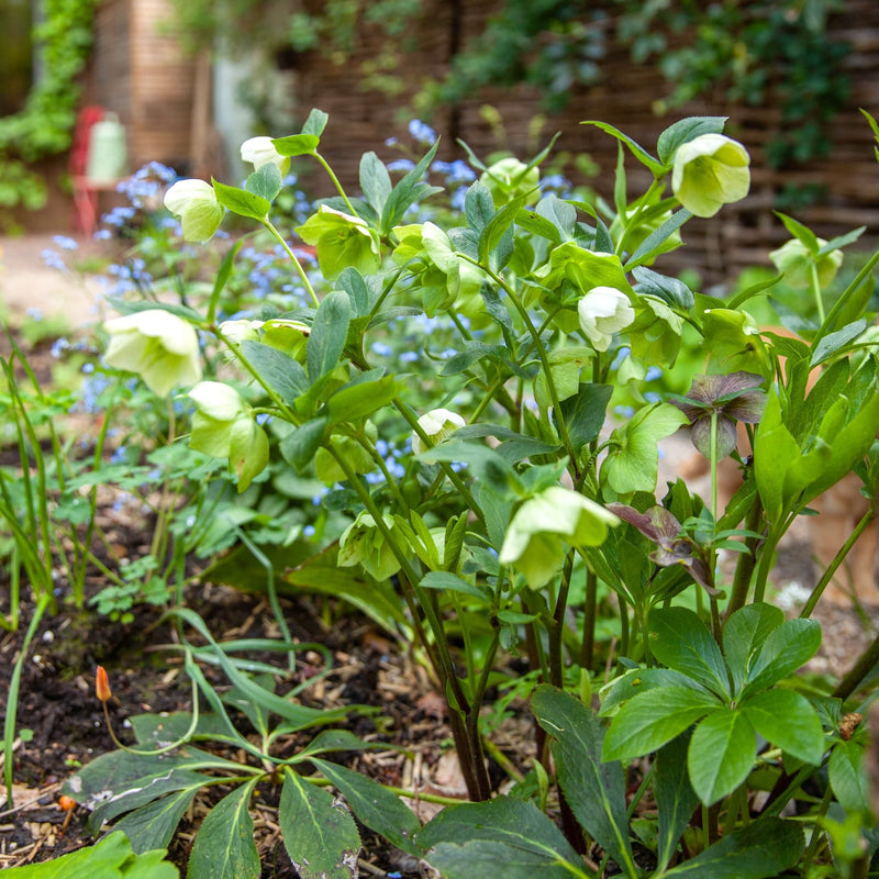 Kerstroos Helleborus Niger