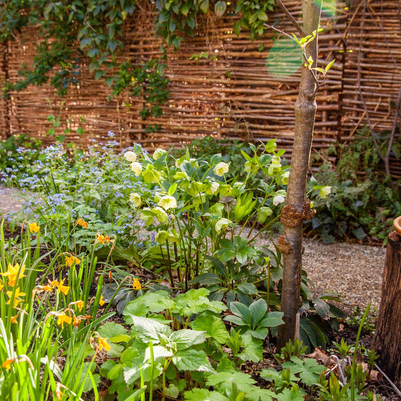 witte kerstroos in een tuin