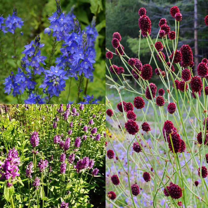 Collage van plantenpakket Kleurenpracht Zon, planten met rode, paarse en blauwe bloemen