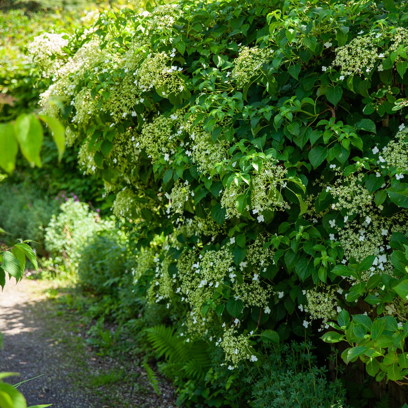Klimhortensia in bloei met witte bloemen langs een pad