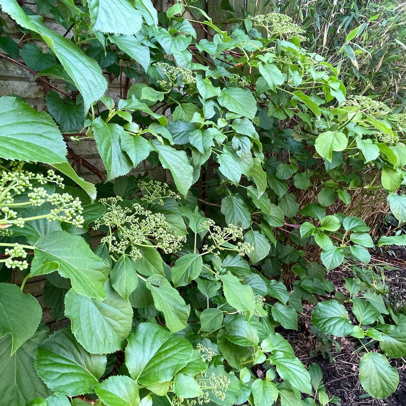 klimhortensia bloemen in knop