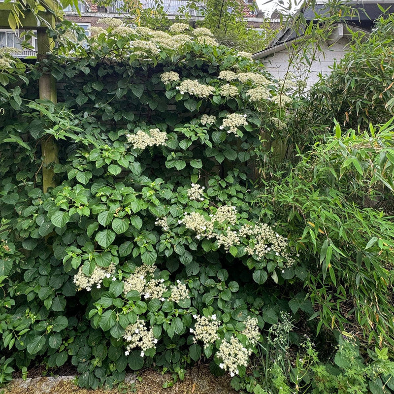 klimhortensia in bloei