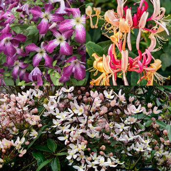 Klimmers Paars-Roze & Wintergroen