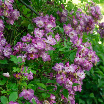 Klimroos Veilchenblau