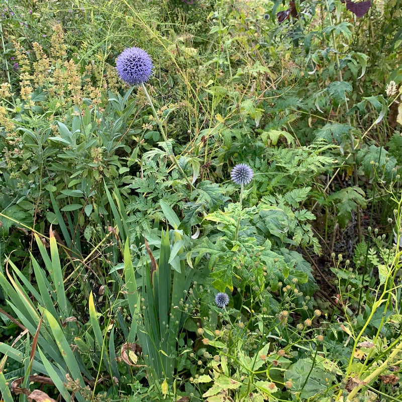 Kogeldistel met ronde bloem in bloei. 